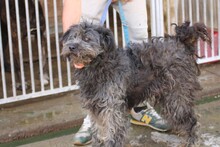 PIRA, Hund, Schnauzer-Hütehund-Mix in Rumänien - Bild 5