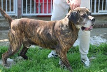 BOB, Hund, Boxer-Mix in Rumänien - Bild 3