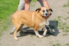 BANIA, Hund, Mischlingshund in Rumänien - Bild 4