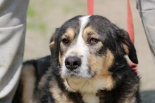 RAQUEL, Hund, Berner Sennenhund-Mix in Rumänien - Bild 1