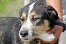 RAQUEL, Hund, Berner Sennenhund-Mix in Rumänien - Bild 3