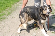 RAQUEL, Hund, Berner Sennenhund-Mix in Rumänien - Bild 4