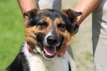 ROSLIN, Hund, Kurzhaar Collie-Mix in Rumänien - Bild 1