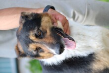 ROSLIN, Hund, Kurzhaar Collie-Mix in Rumänien - Bild 2