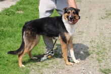 ROSLIN, Hund, Kurzhaar Collie-Mix in Rumänien - Bild 3