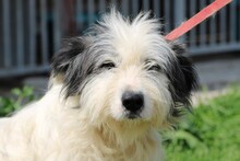 ISAMU, Hund, Bearded Collie-Mix in Rumänien - Bild 1