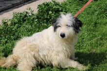 ISAMU, Hund, Bearded Collie-Mix in Rumänien - Bild 2