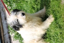 ISAMU, Hund, Bearded Collie-Mix in Rumänien - Bild 3