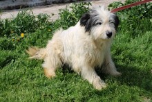 ISAMU, Hund, Bearded Collie-Mix in Rumänien - Bild 4