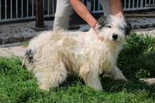 ISAMU, Hund, Bearded Collie-Mix in Rumänien - Bild 5