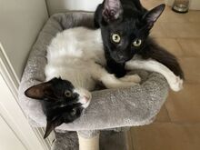 PEPPER, Katze, Europäisch Kurzhaar in Glonn - Bild 4