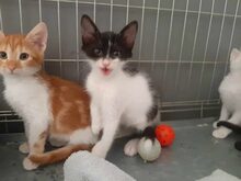 PEPPER, Katze, Europäisch Kurzhaar in Glonn - Bild 7