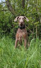 HADES, Hund, Dobermann in Malschwitz - Bild 4