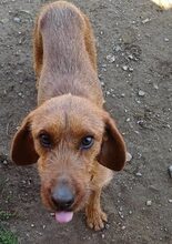 ANDRIKOS, Hund, Jagdhund-Mix in Griechenland - Bild 2