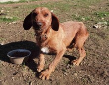 ANDRIKOS, Hund, Jagdhund-Mix in Griechenland - Bild 3