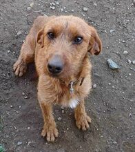 ANDRIKOS, Hund, Jagdhund-Mix in Griechenland - Bild 4