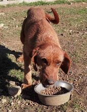 ANDRIKOS, Hund, Jagdhund-Mix in Griechenland - Bild 5