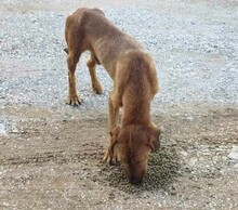 ANDRIKOS, Hund, Jagdhund-Mix in Griechenland - Bild 6