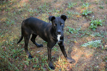 BÖLL, Hund, Mischlingshund in Kroatien - Bild 2