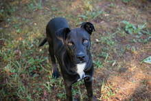 BÖLL, Hund, Mischlingshund in Kroatien - Bild 3