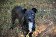 BÖLL, Hund, Mischlingshund in Kroatien - Bild 4