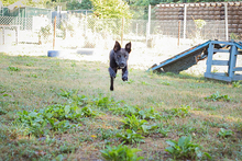 BÖLL, Hund, Mischlingshund in Kroatien - Bild 5