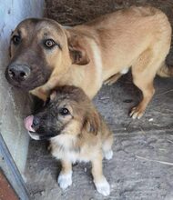 POCO, Hund, Mischlingshund in Griechenland - Bild 3