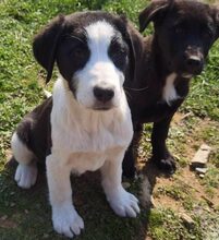 MAGGIE, Hund, Mischlingshund in Griechenland - Bild 3