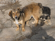 MILANESA, Hund, Mischlingshund in Bulgarien - Bild 1