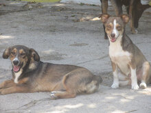 MILANESA, Hund, Mischlingshund in Bulgarien - Bild 12