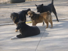 MILANESA, Hund, Mischlingshund in Bulgarien - Bild 3