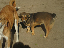 MILANESA, Hund, Mischlingshund in Bulgarien - Bild 7