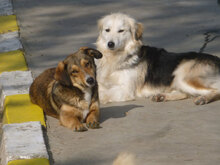 MILANESA, Hund, Mischlingshund in Bulgarien - Bild 8