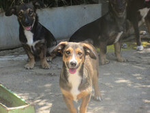 MILANESA, Hund, Mischlingshund in Bulgarien - Bild 9