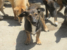 CHIVITO, Hund, Mischlingshund in Bulgarien - Bild 1