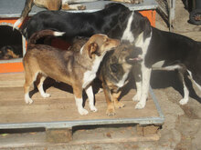 CHIVITO, Hund, Mischlingshund in Bulgarien - Bild 6