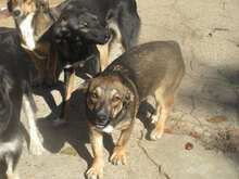 CHIVITO, Hund, Mischlingshund in Bulgarien - Bild 7