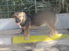 CHIVITO, Hund, Mischlingshund in Bulgarien - Bild 8