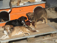 CHIVITO, Hund, Mischlingshund in Bulgarien - Bild 9