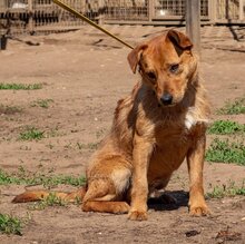 SWAMP, Hund, Mischlingshund in Ungarn - Bild 1