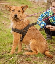 SWAMP, Hund, Mischlingshund in Ungarn - Bild 2