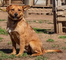 SWAMP, Hund, Mischlingshund in Ungarn - Bild 4