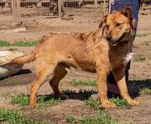 SWAMP, Hund, Mischlingshund in Ungarn - Bild 5