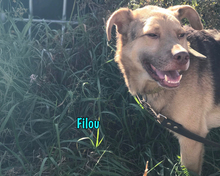 FILOU, Hund, Mischlingshund in Russische Föderation - Bild 18