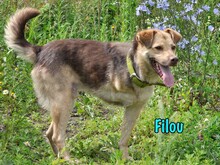 FILOU, Hund, Mischlingshund in Russische Föderation - Bild 19