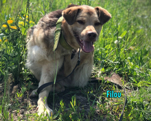 FILOU, Hund, Mischlingshund in Russische Föderation - Bild 20