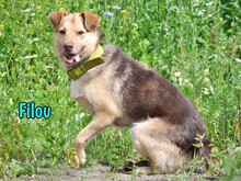 FILOU, Hund, Mischlingshund in Russische Föderation - Bild 23