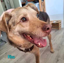 FILOU, Hund, Mischlingshund in Dortmund