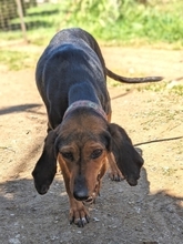 POPPY, Hund, Griechische Bracke in Backnang - Bild 10