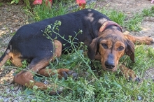 POPPY, Hund, Griechische Bracke in Backnang - Bild 6